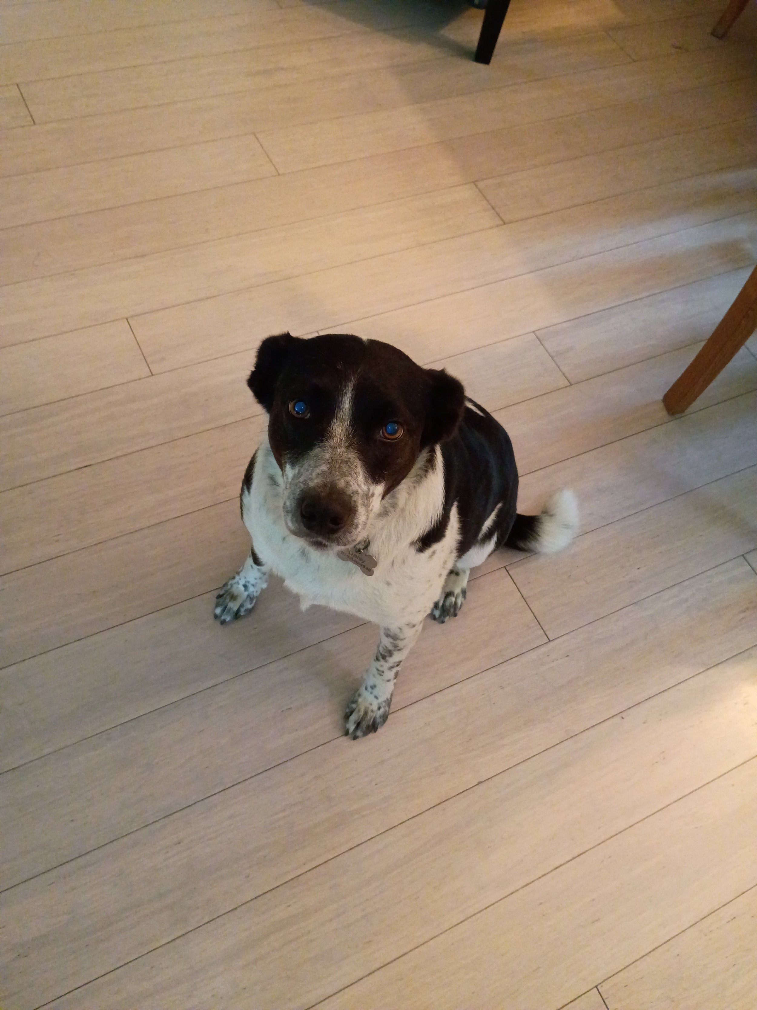 Daisy 2.jpg