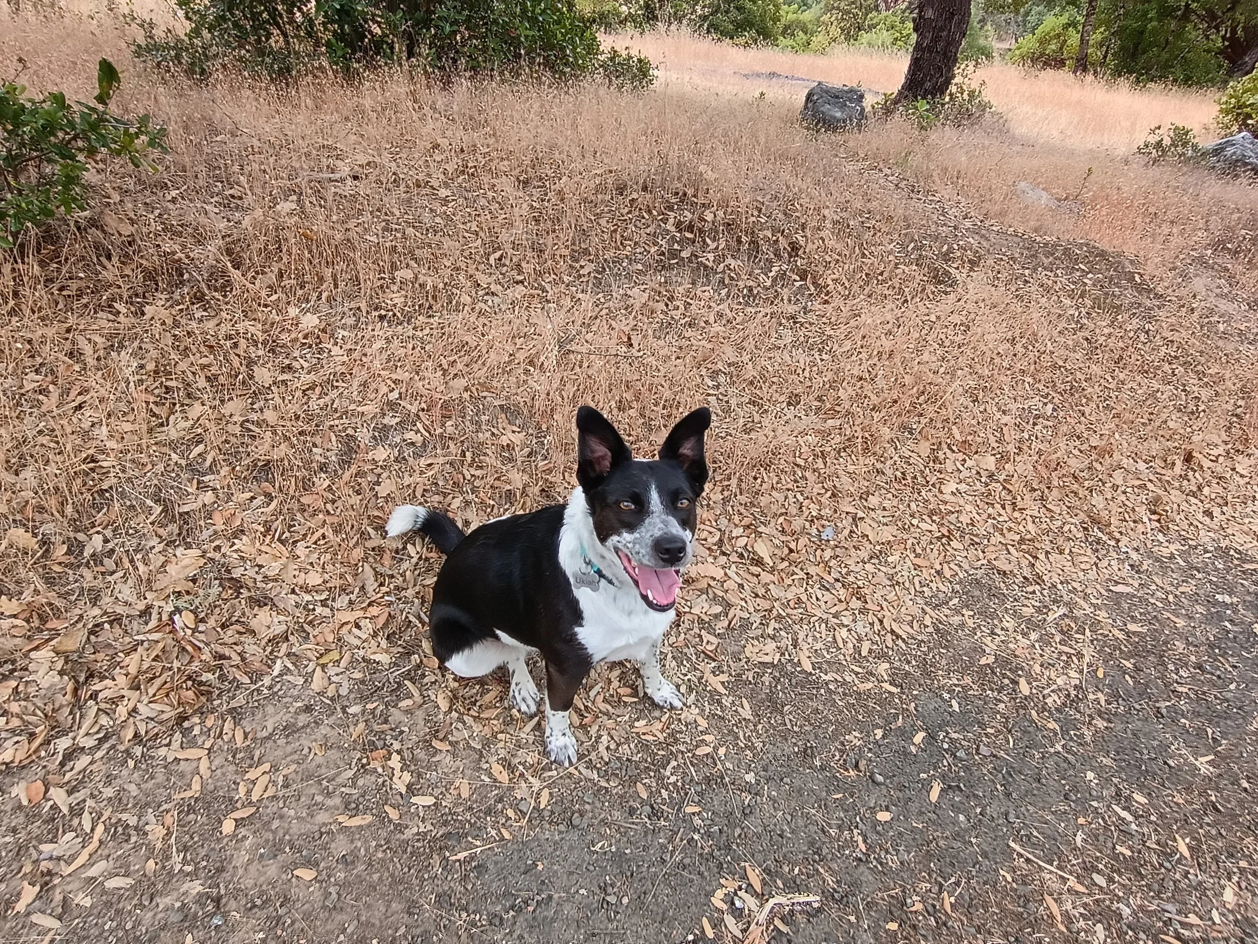 Daisy 3.jpg