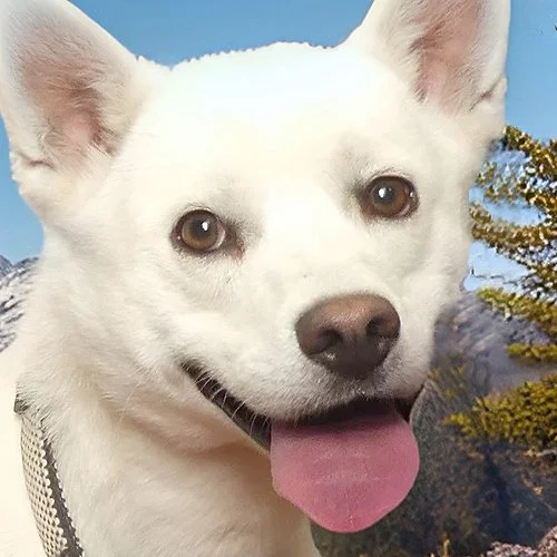 OLAF