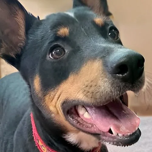 pepita t.jpg