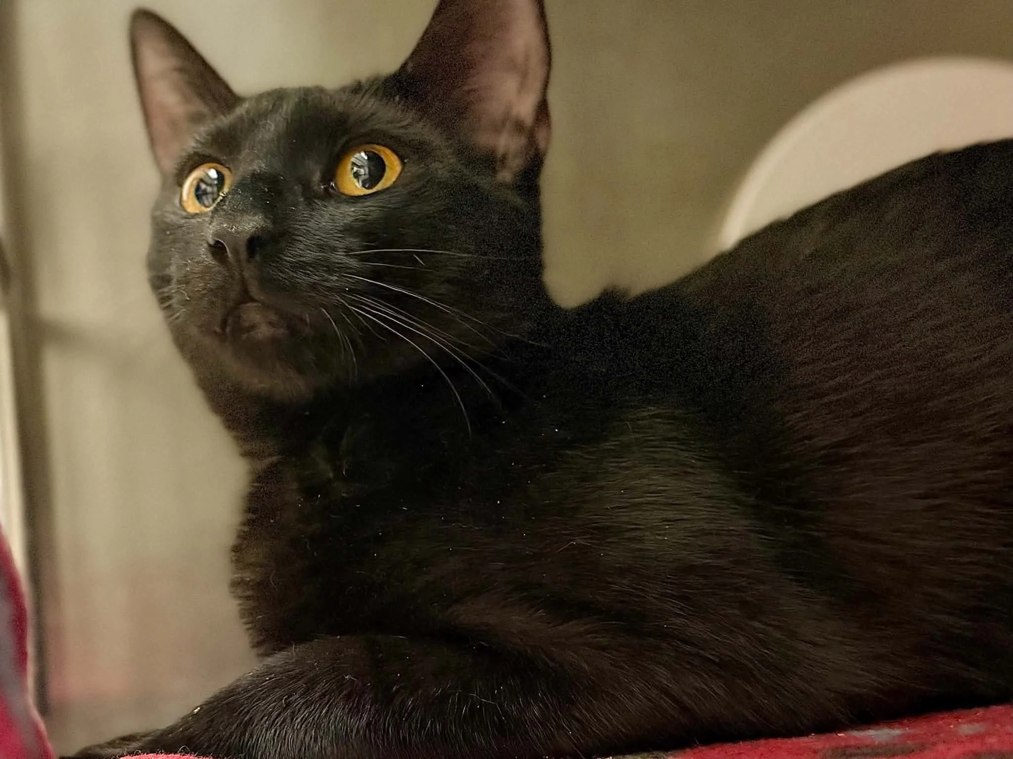 Ebony 3.jpg
