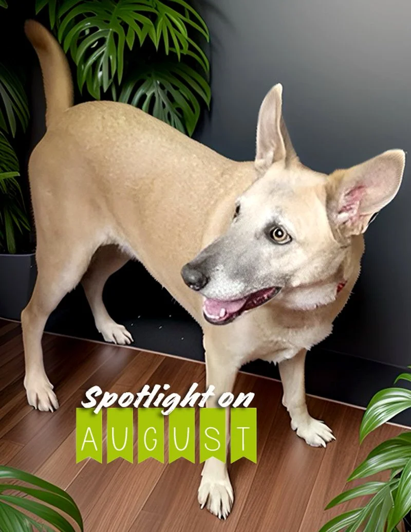 AUGUST-SPOTLITE! copy 2.jpg
