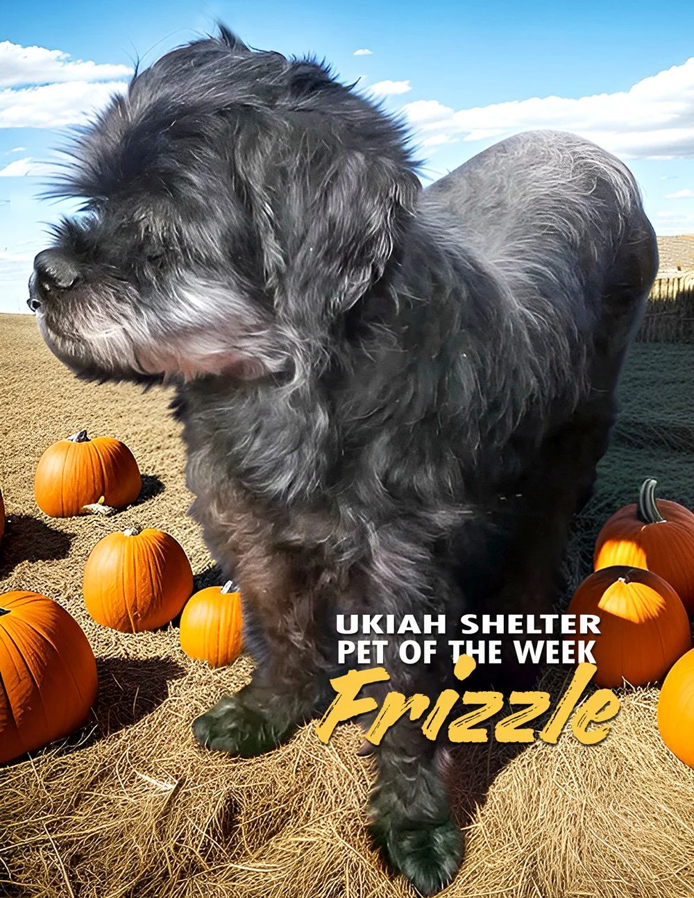 FRIZZLE-POW copy 2.jpg