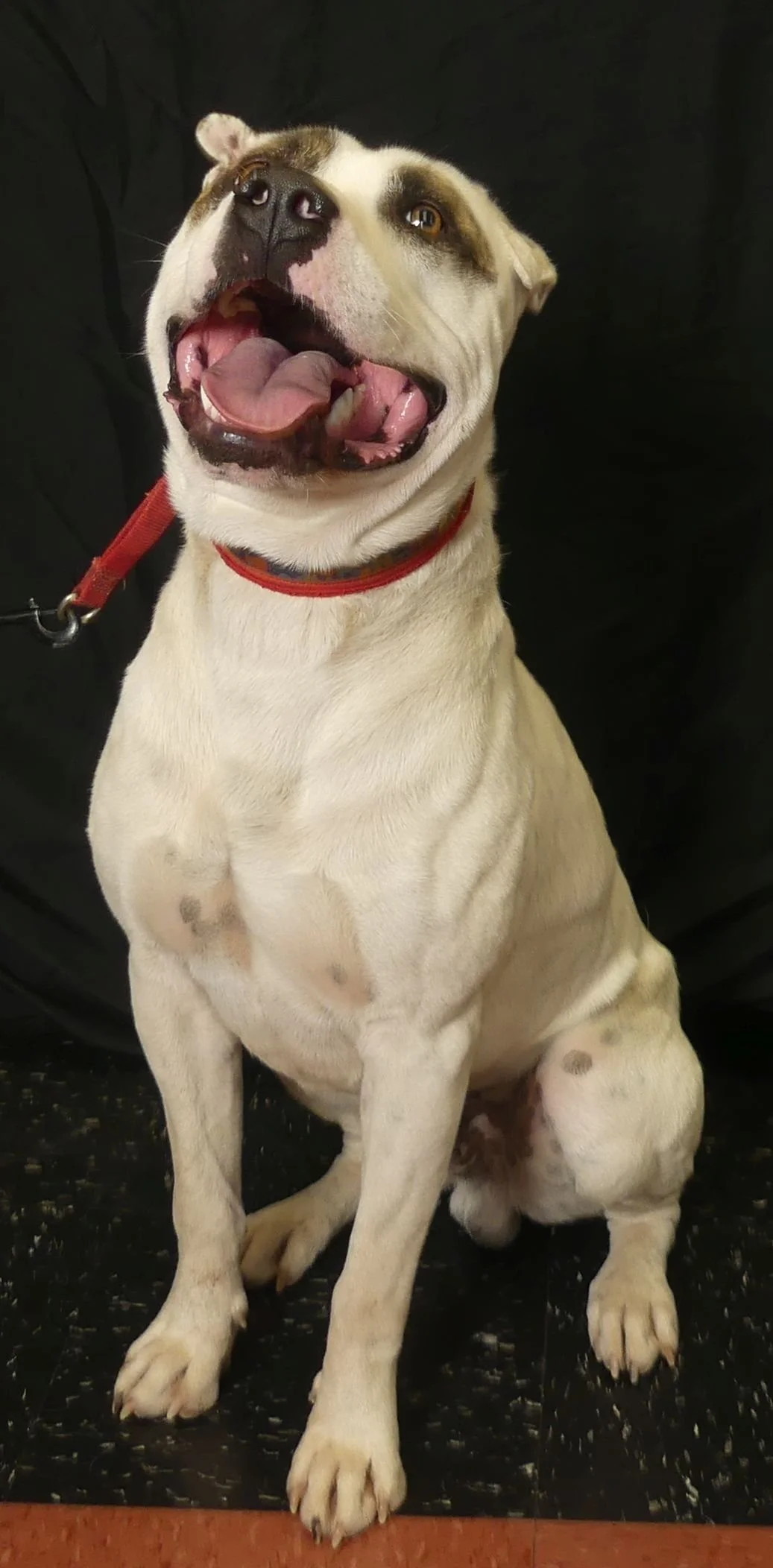 Bruiser 2.jpg