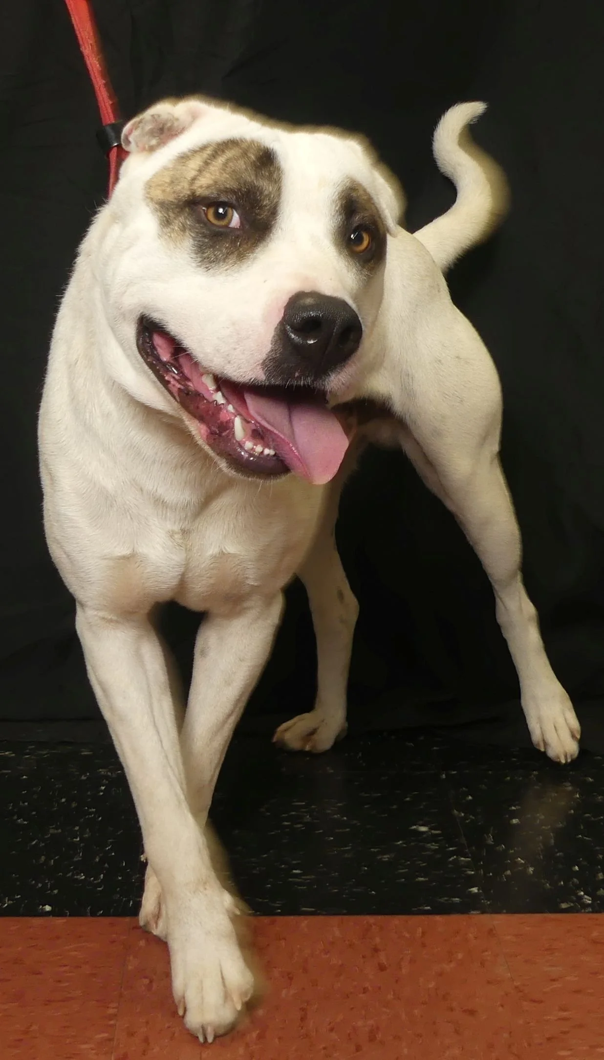Bruiser 4.jpg