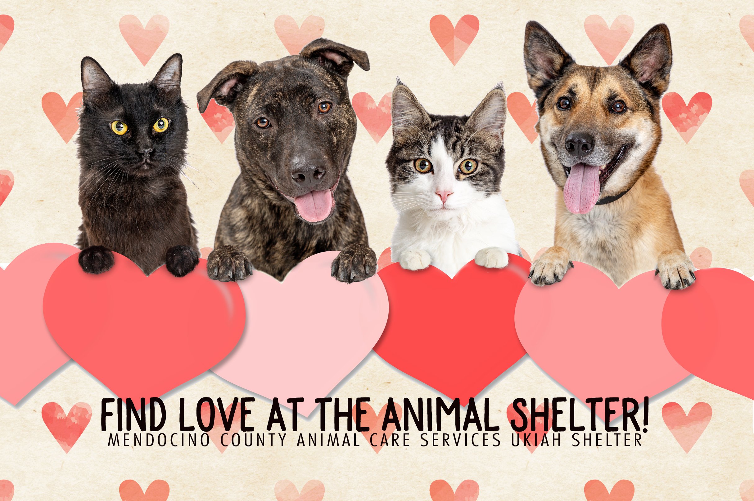 valentines-day-2026 copy.jpg