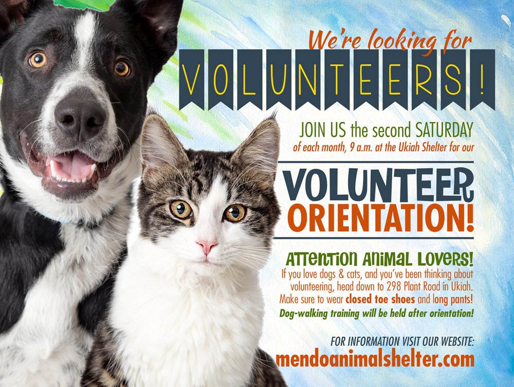 EDITABLE Volunteer Recruitment Flyer Printable Handout Pet Norway