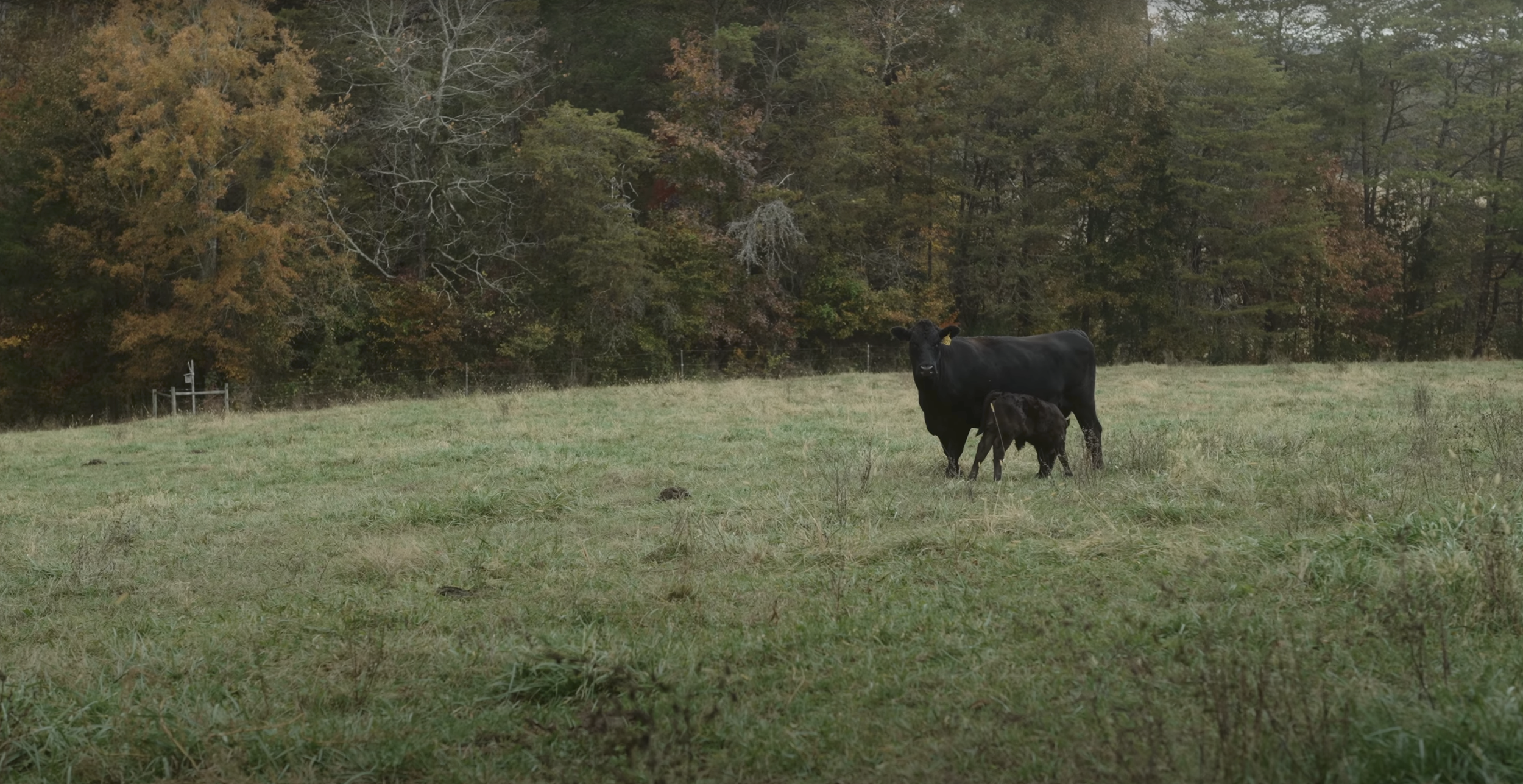 The Importance of Healthy Soils for Cattle Farming