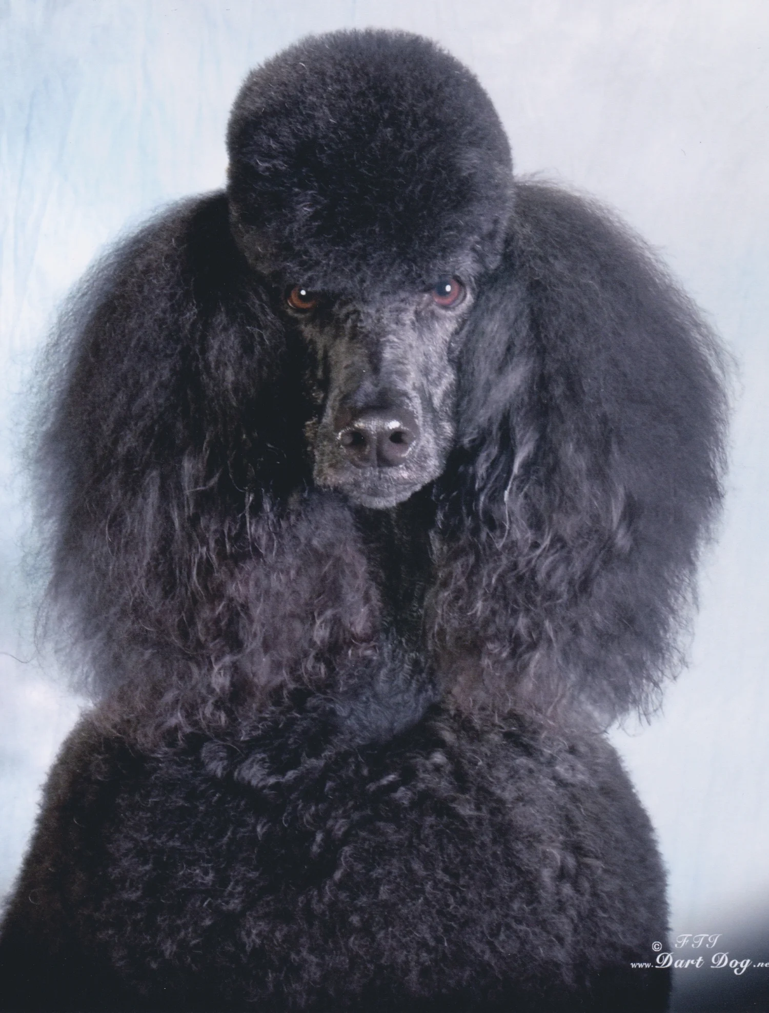 Our Grooming — Marcie n Mack