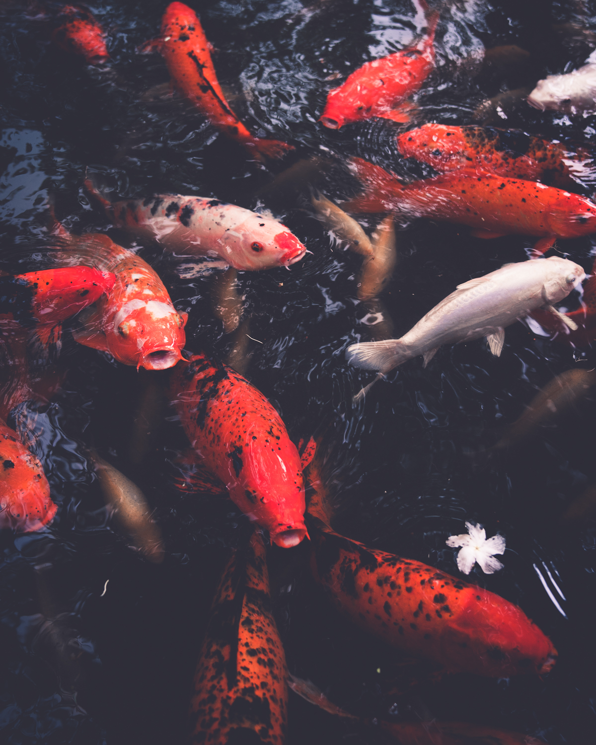 Kool Koi.jpg