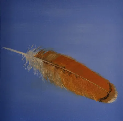 Red-Shouldered Hawk Feather
