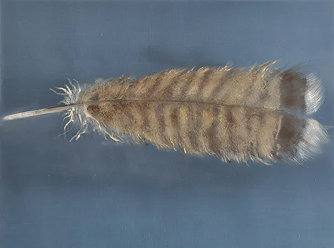 Turkey Feather