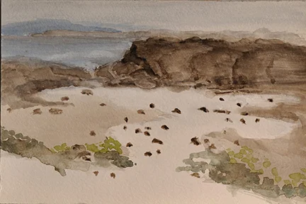 Fossil Beach