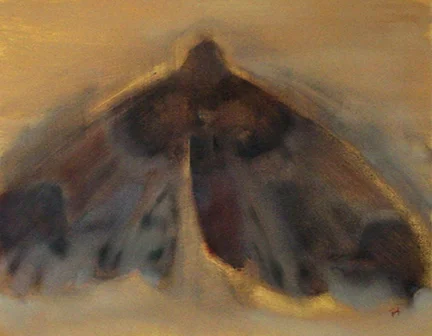 Farfalla Notturna