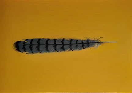 Eastern Blue Jay Feather