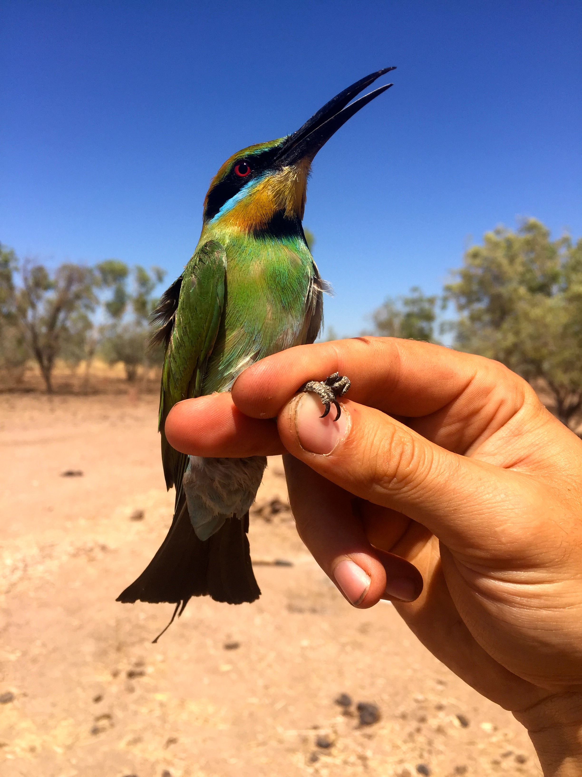Rainbow Bee-eater (Merops ornatus)