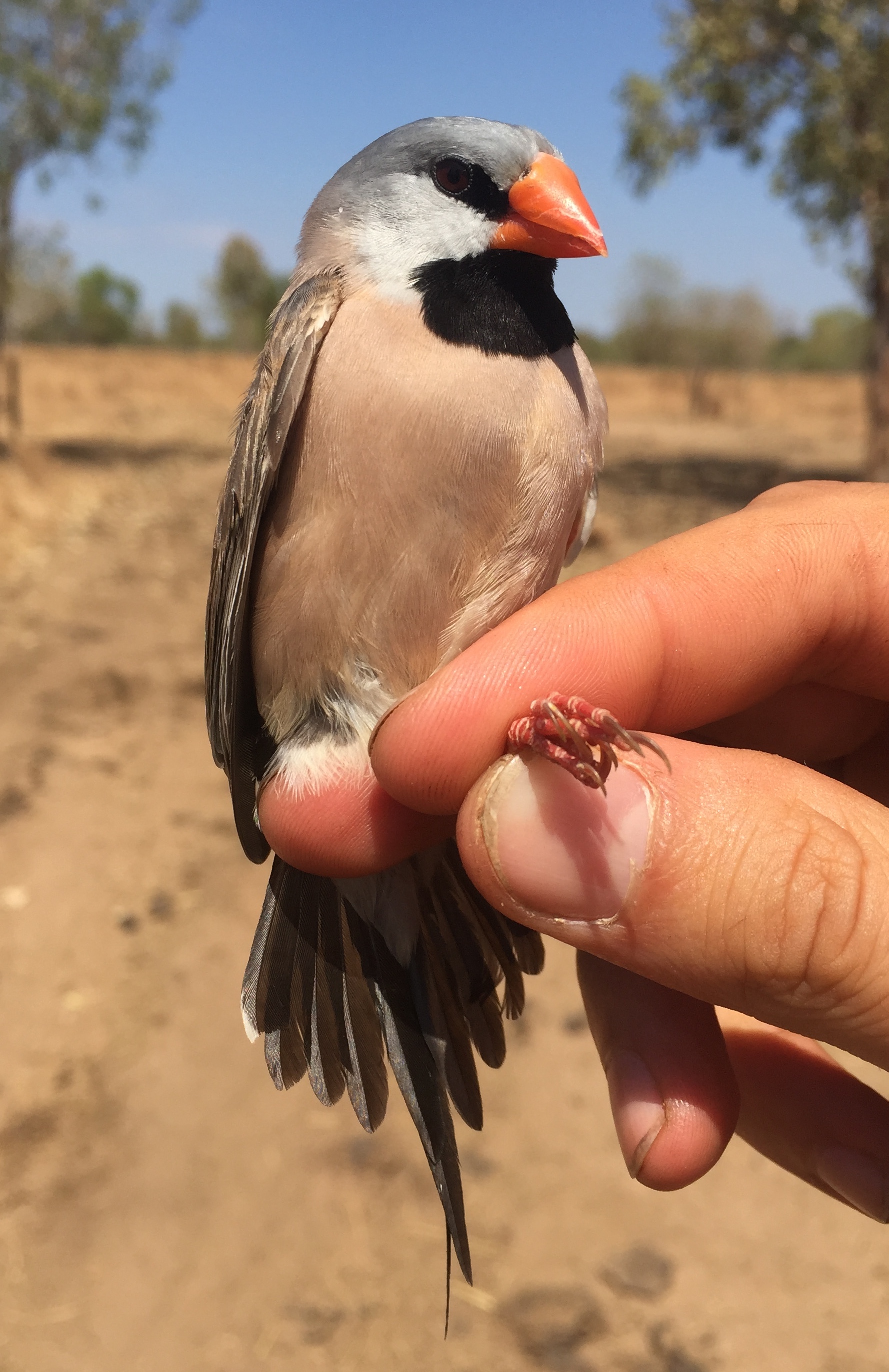 Long-tailed Finch (Poephila acuticauda)