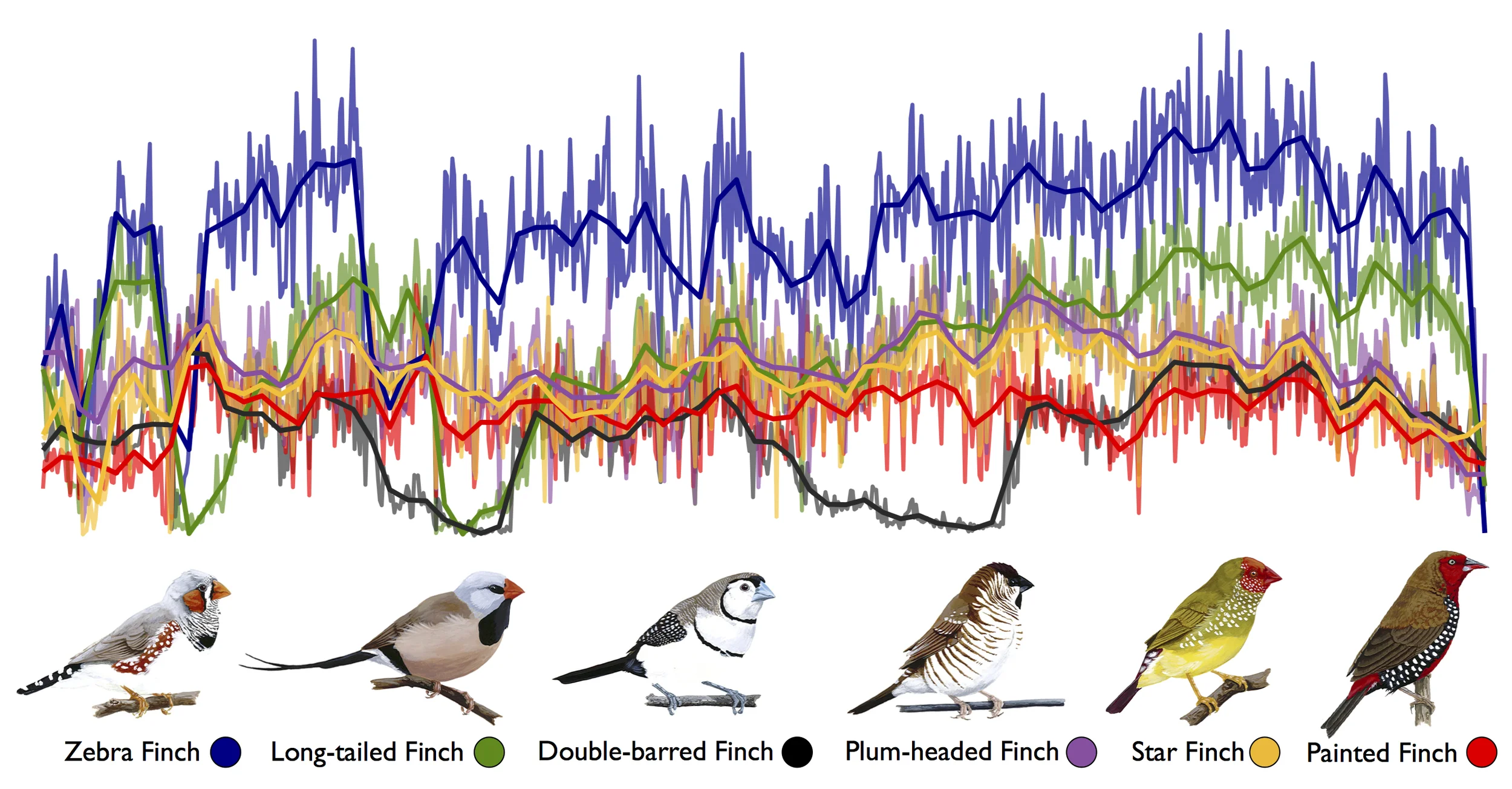 Nucleotide diversity in 50kb sliding windows along chromosome 7 for six species of Estrildid finches
