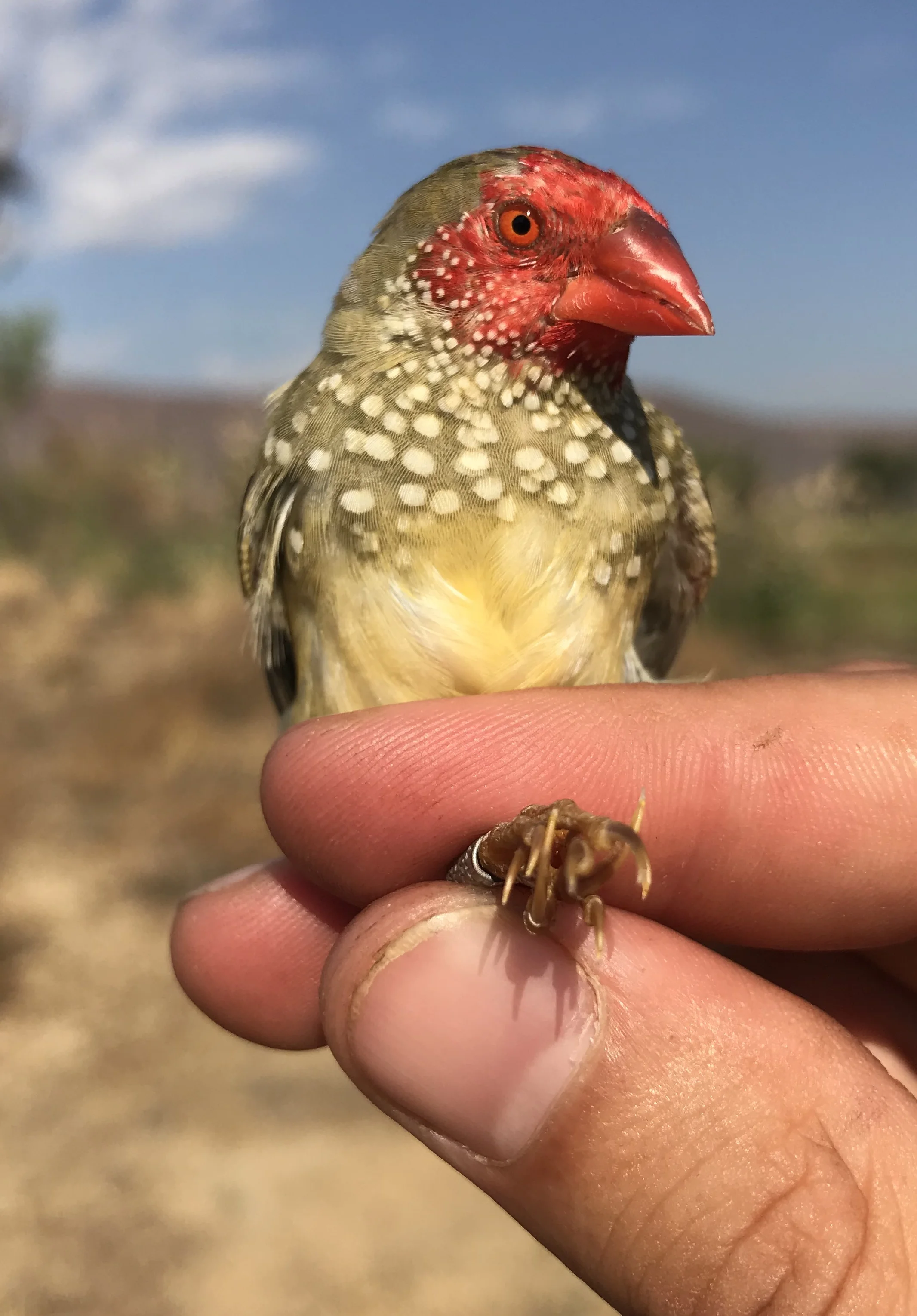 Star Finch (Bathilda ruficauda)