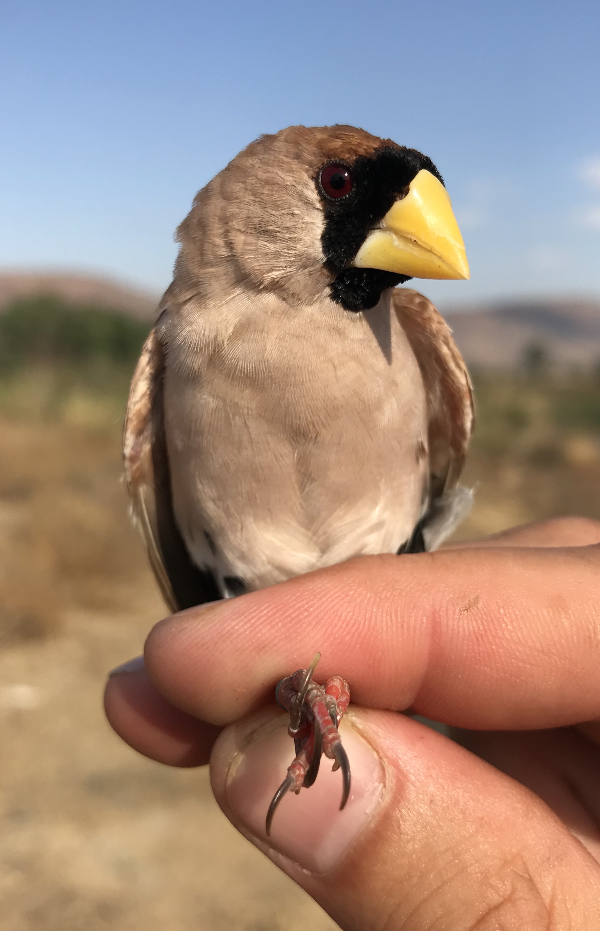 Masked Finch (Poephila personata)