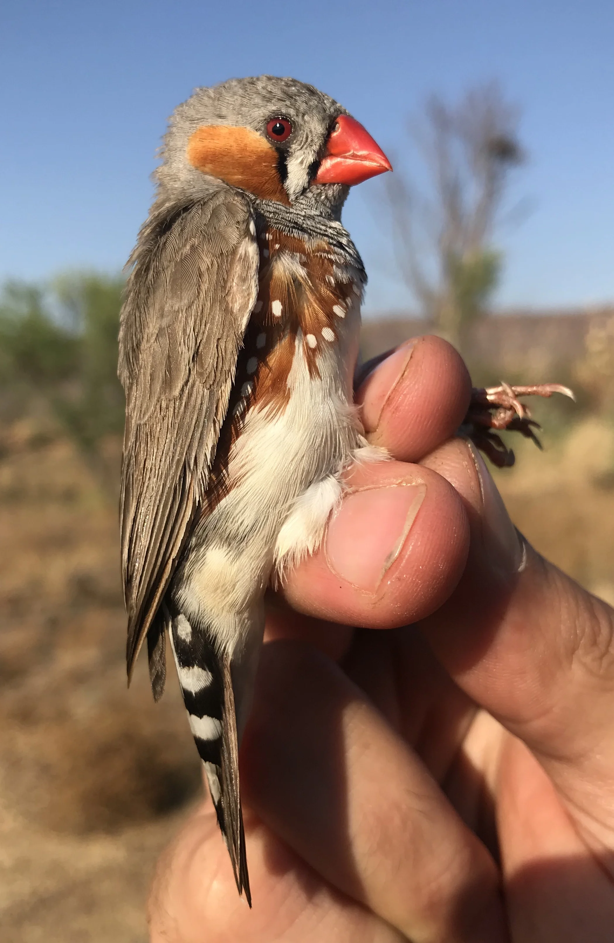 Zebra Finch (Taeniopygia guttata)