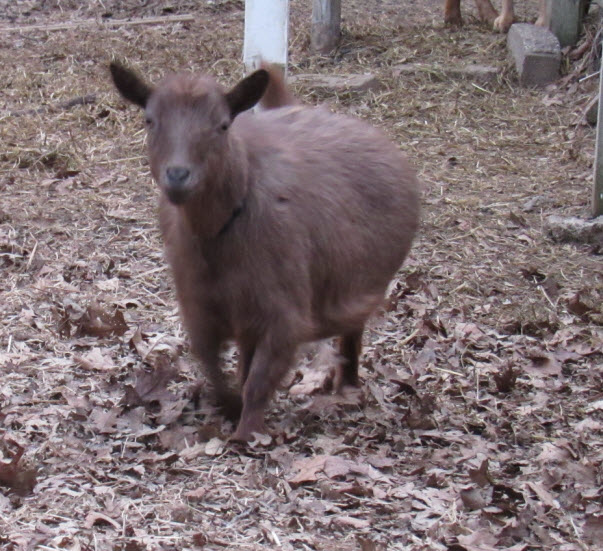 Hobbycroft AG Cocoa Puff