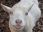 GCH Olson Acres Lamb Chop *M