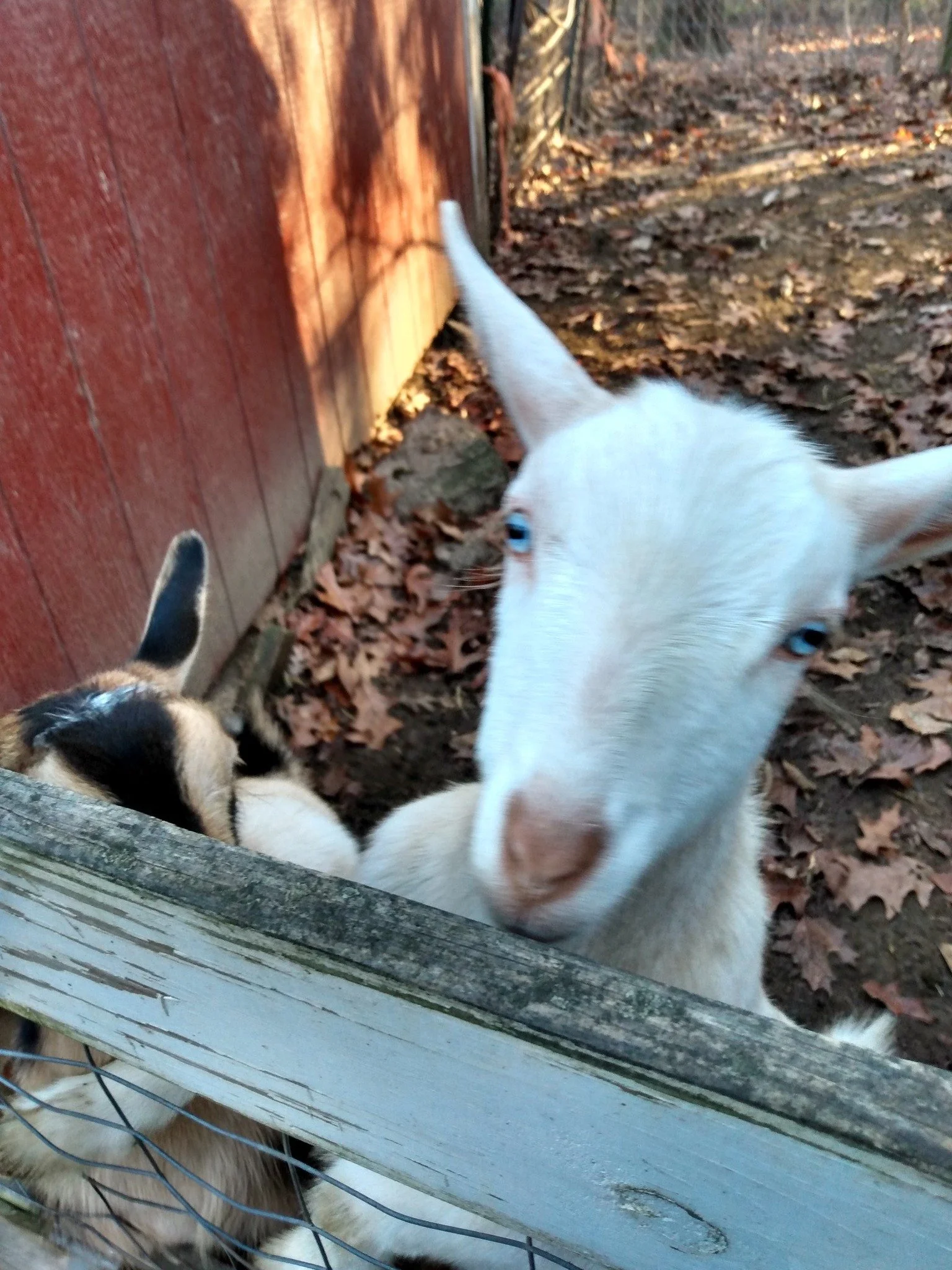 Lamb Chop