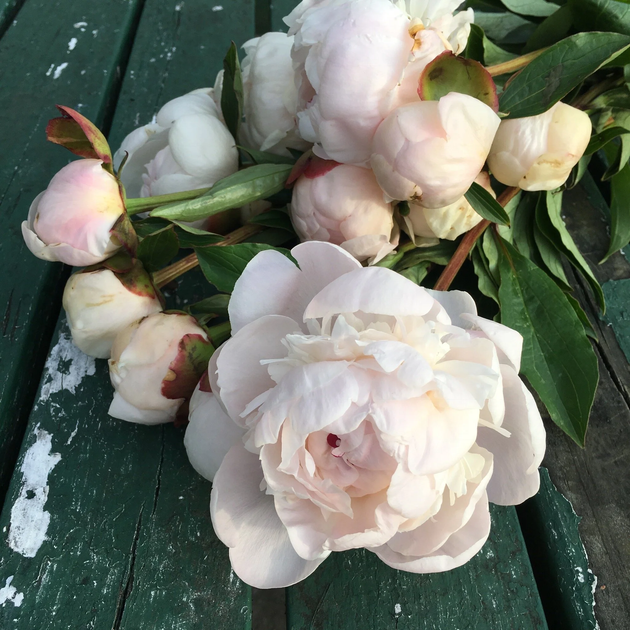 Blush Peony on Galivants Ferry Picnic Table.jpg