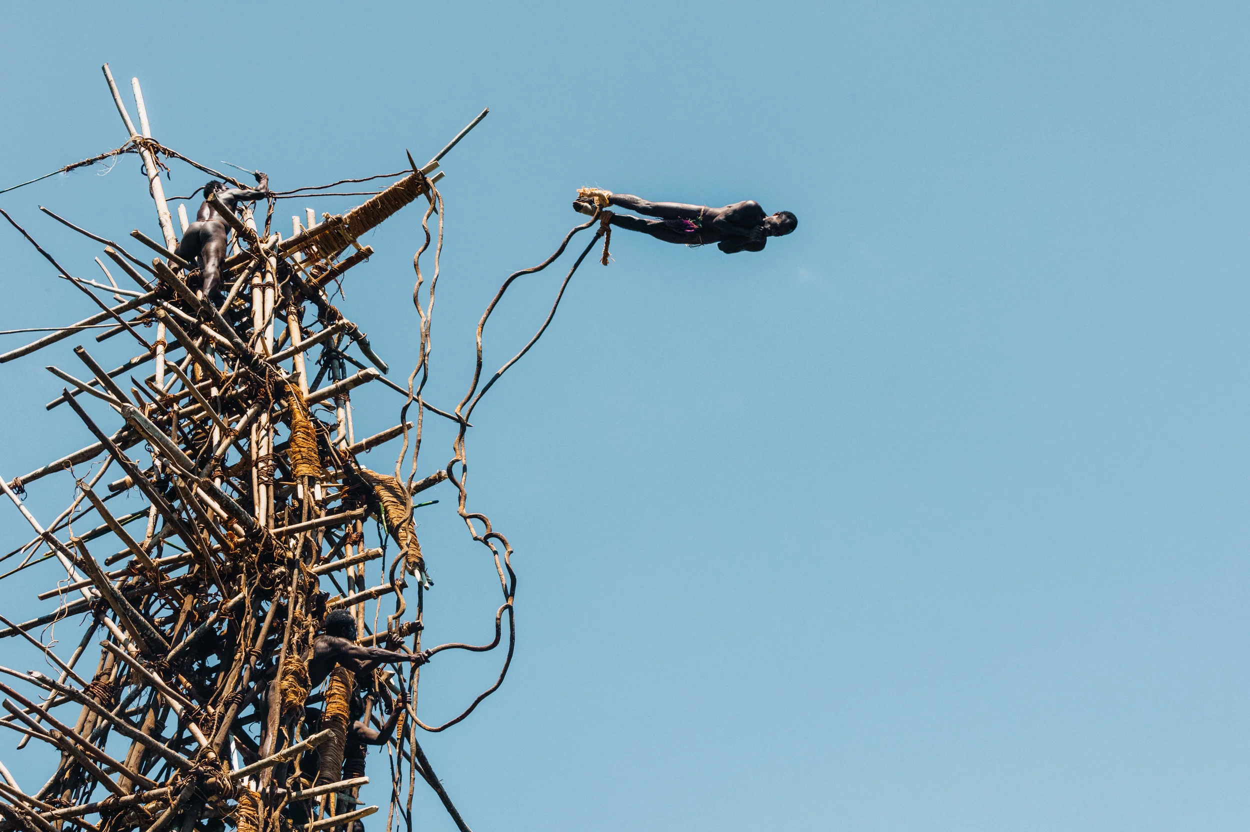 Man jumping from a bamboo tower, Pentecost land diving, Pentecost, Vanuatu