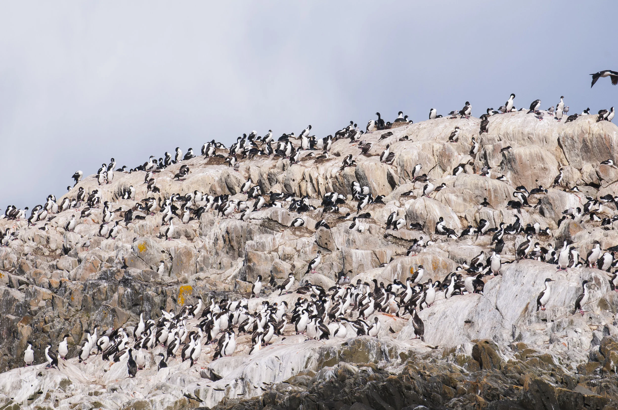 Comorants on an Island in the Beagle channel, Ushuaia, Tierra del Fuego, Argentina, South America