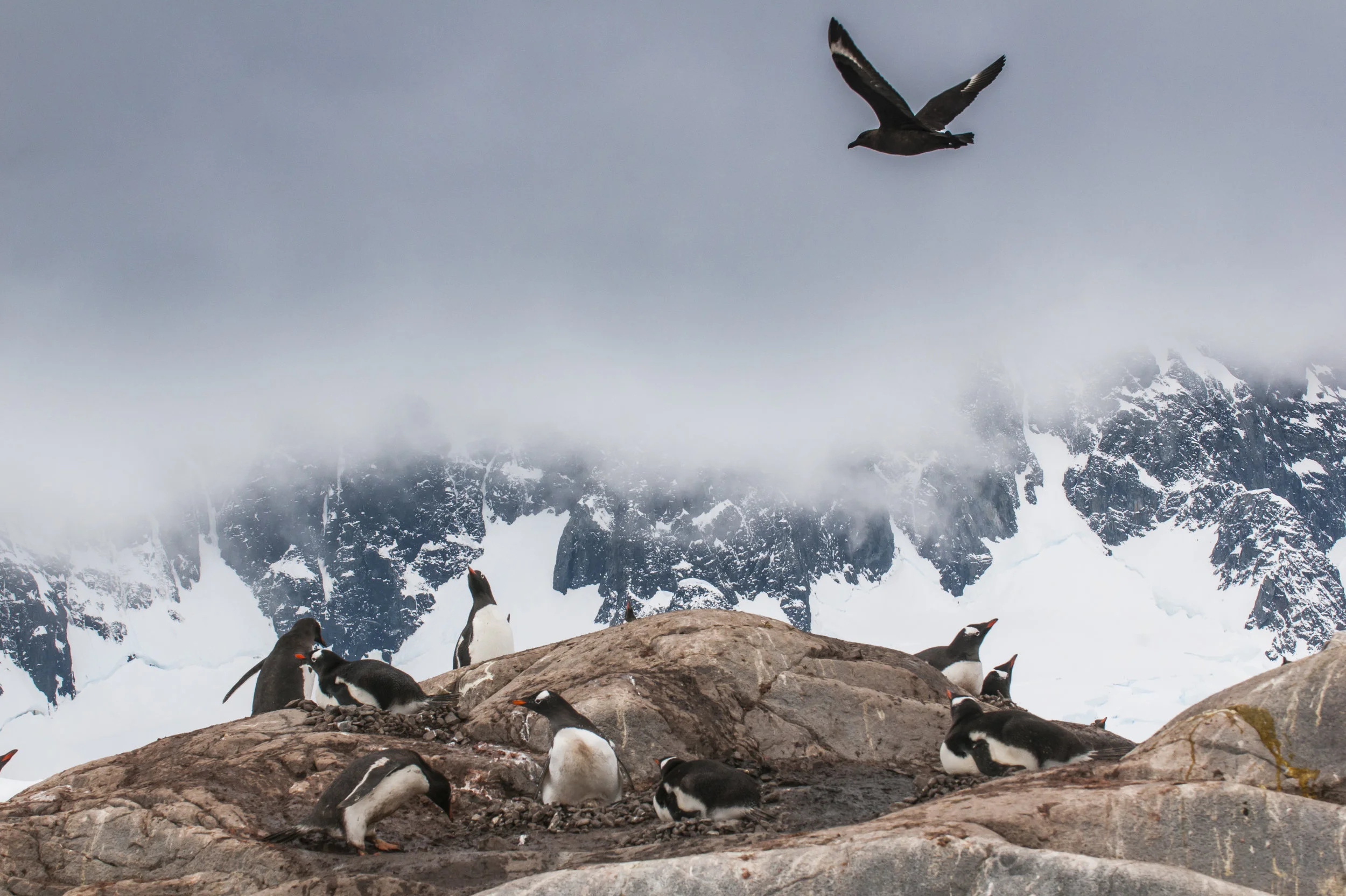 Flying Adélie Penguin (Pygoscelis adeliae), Port Lockroy research station, Antarctica