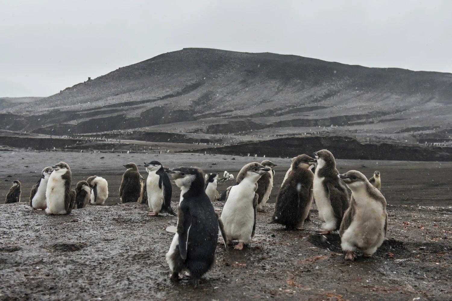 Chinstrap Penguin colony(Pygoscelis antarctica), Saunders island, South Sandwich islands, Antarctica