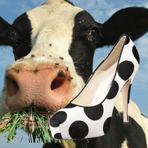 Atwood-cow.gif