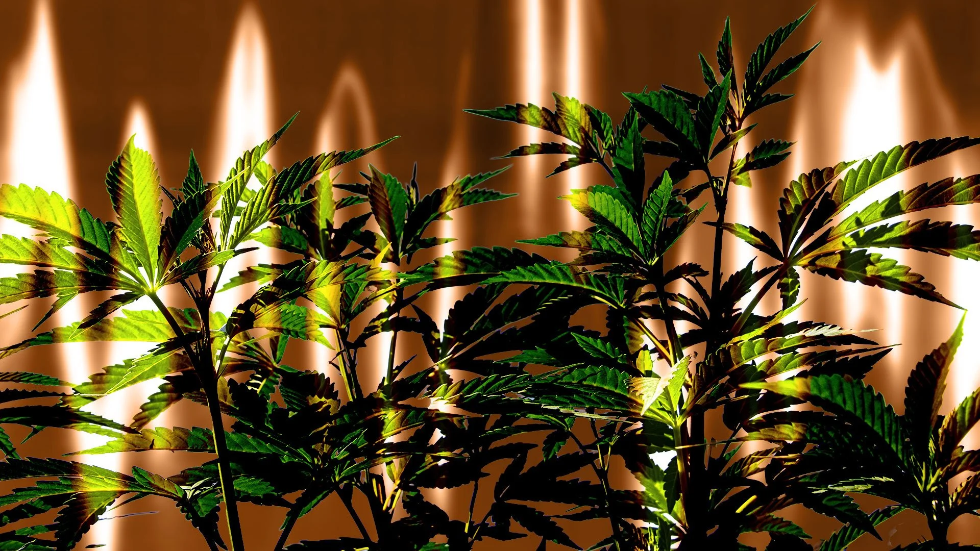 Pot stocks pop on Schedule 3 hopes: Tilray Brands, Trulieve Cannabis, Cresco Labs: How high will they go? // Fast Company