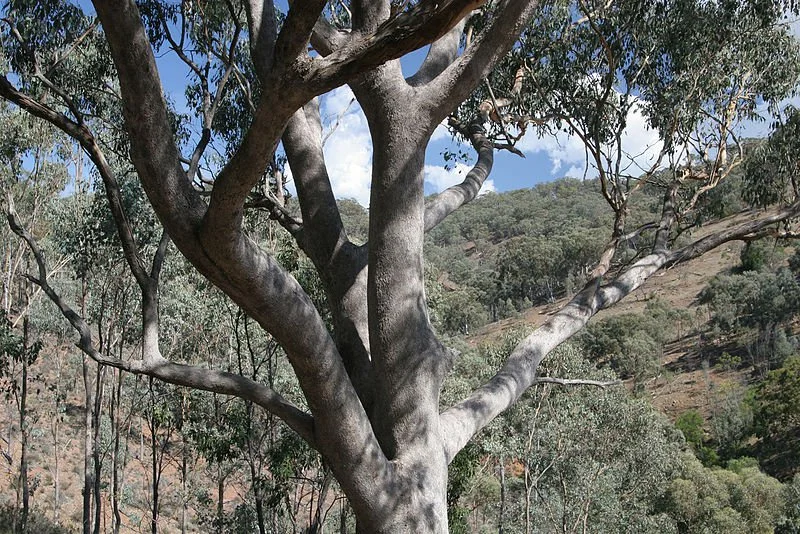 Whitebox_Eucalyptus_albens800.jpg