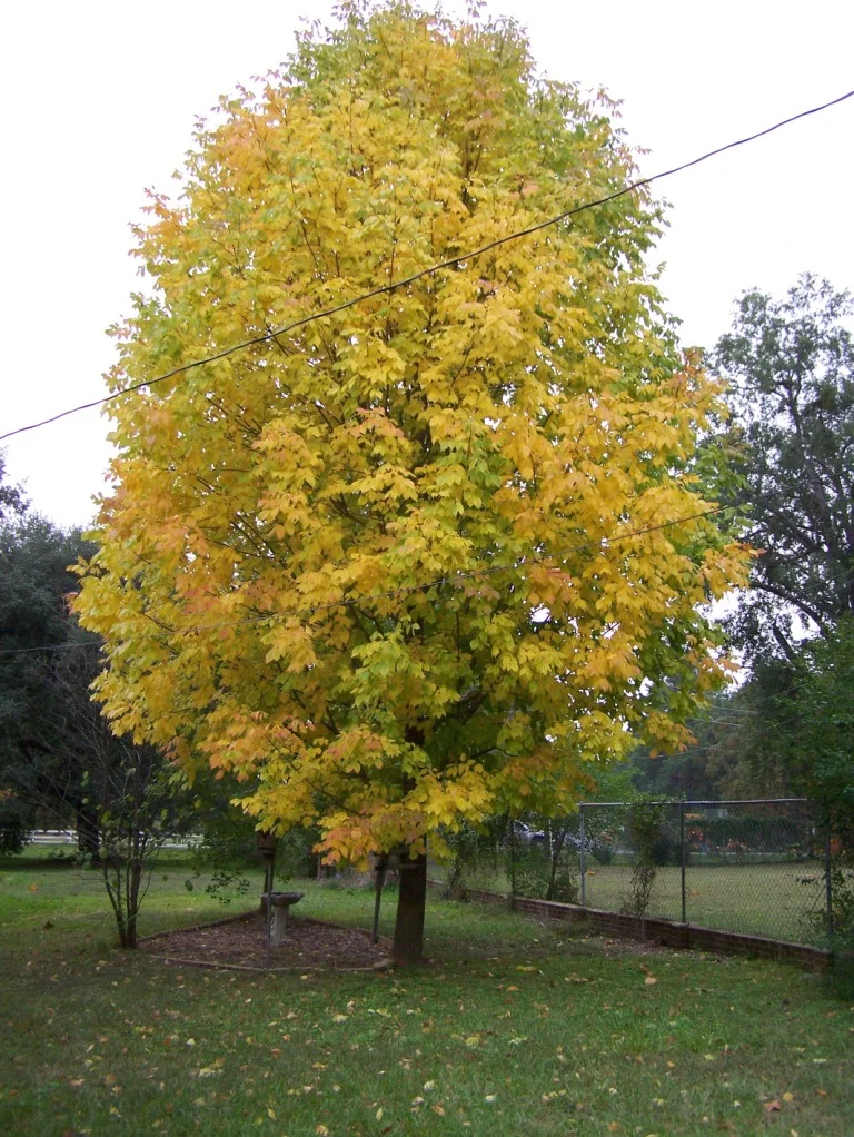 fall-white-ash2.jpg