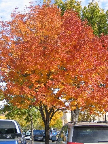 btr-white-ash-fall.jpg