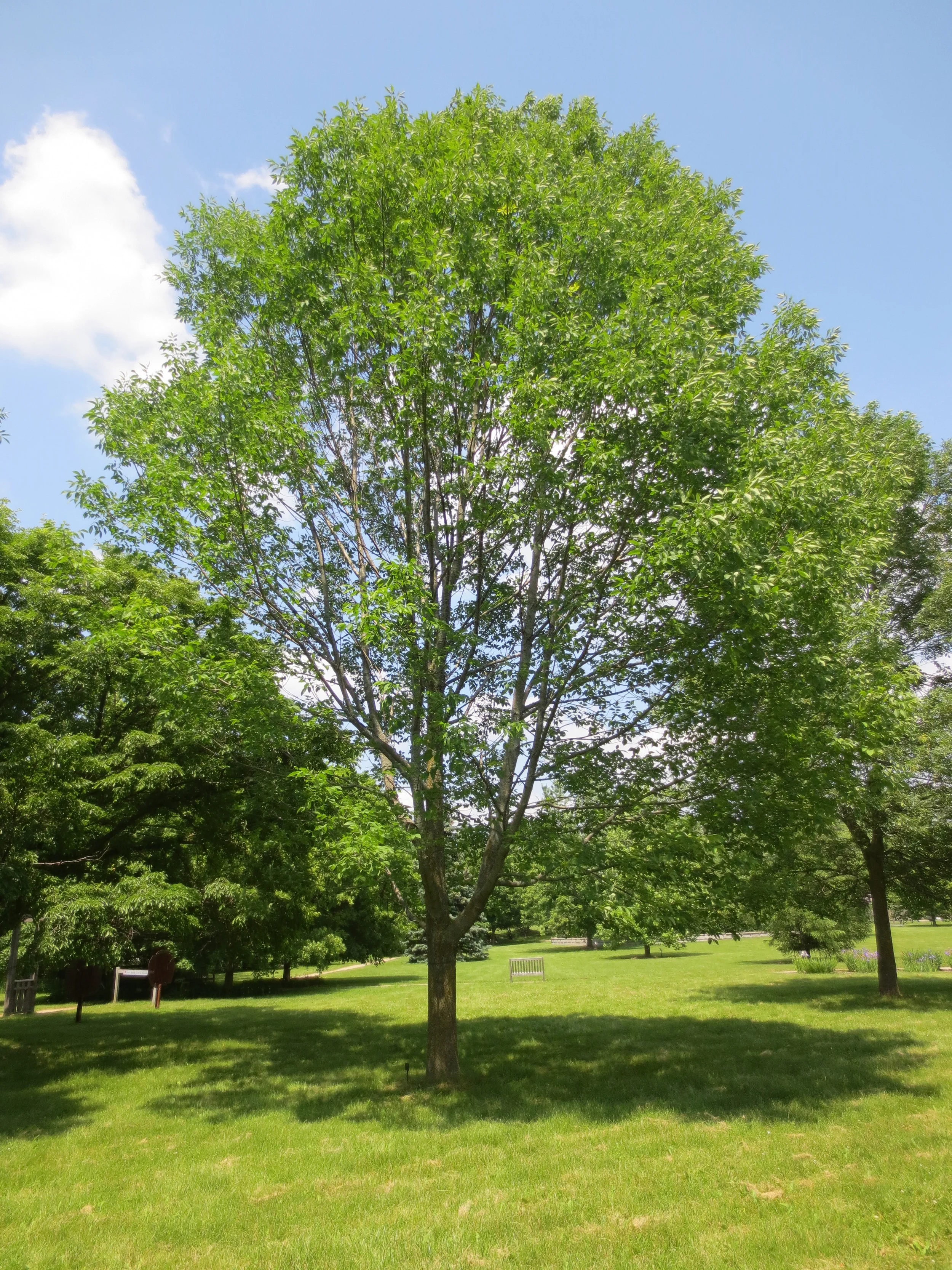 white-ash1.jpg