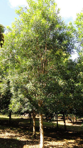 2011-Tristania-laurina-tree-e.jpg