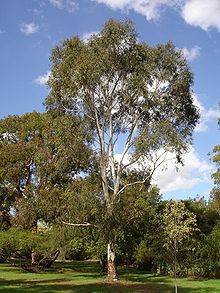 220px-Eucalyptus_scoparia.jpg