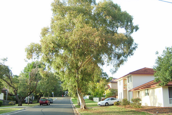 eucalyptus-scoparia-land2.jpg