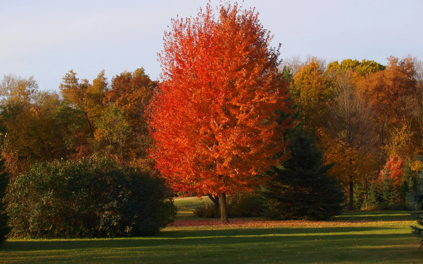 Autumn-Blaze-Knechts.jpg