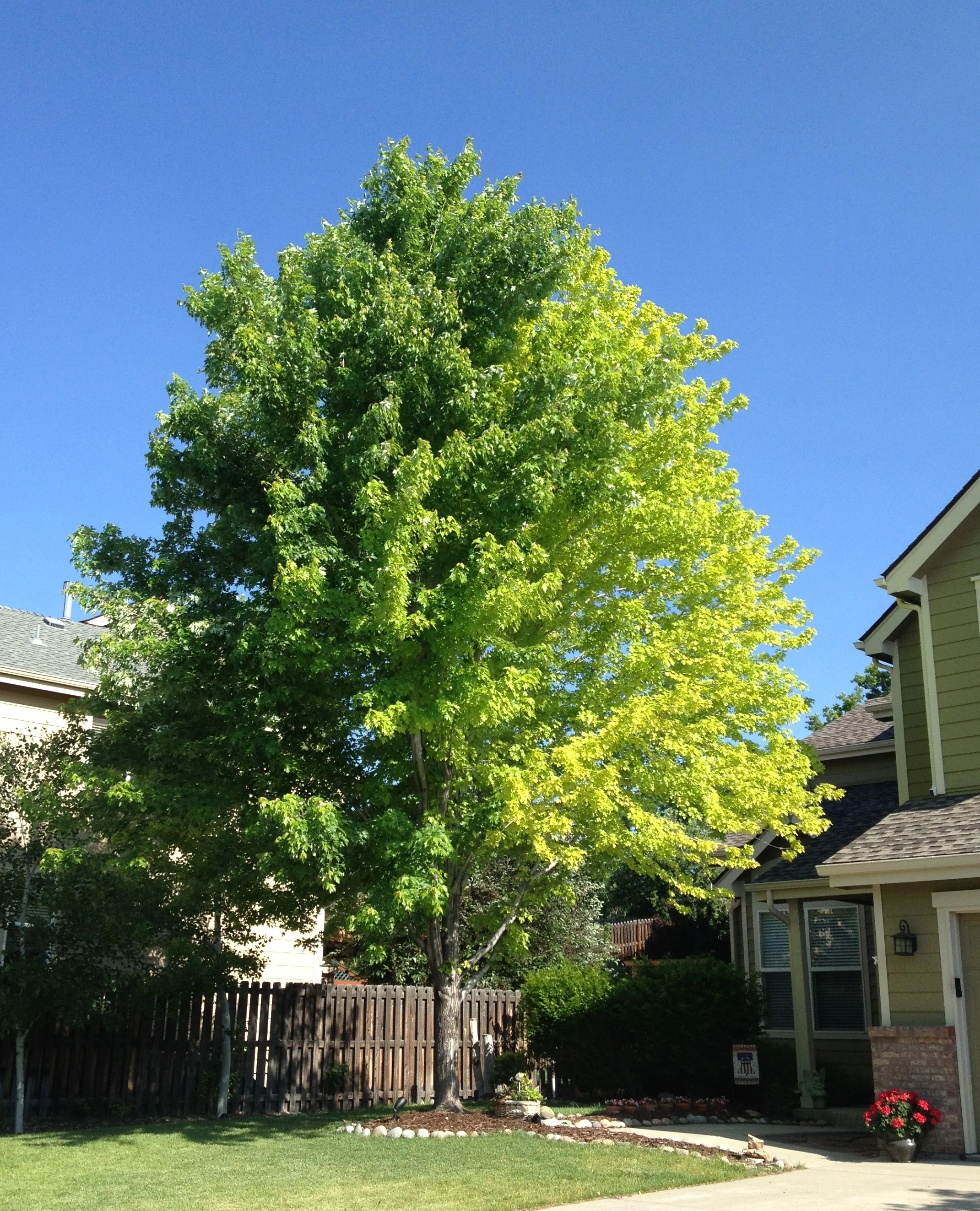 Maple_Tree_front_yard_June_2013_original.jpg