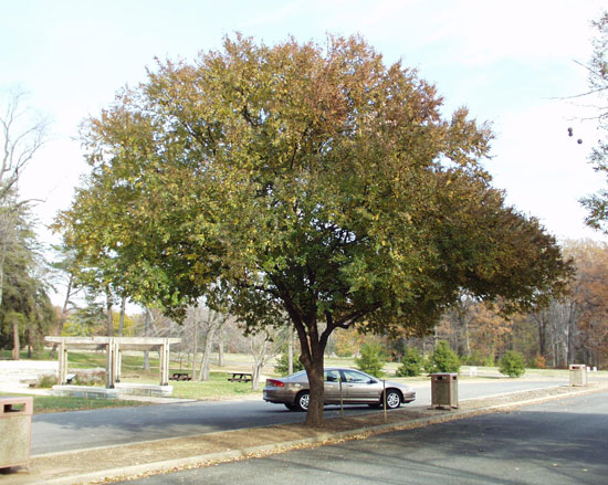 ulmus-parvifolia-dynasty-tree-fall.jpg