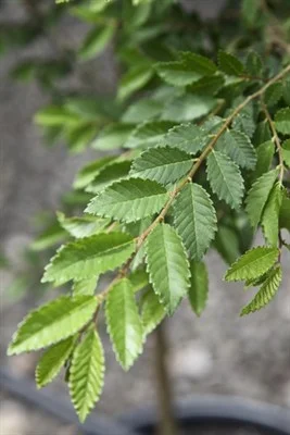 Ulmus-parivifolia-todd--w267h400.jpg