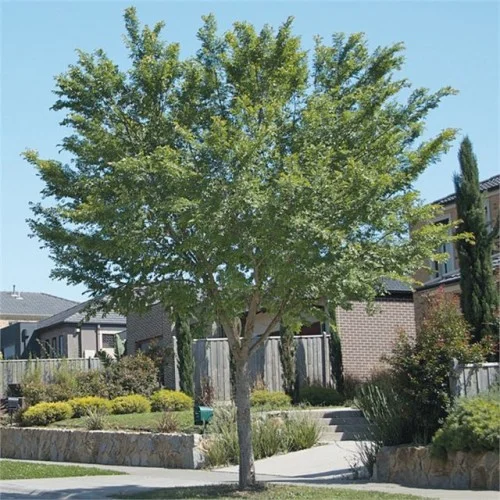 ulmus parvifolia todd 1jpg (640x640)-500x500.jpg