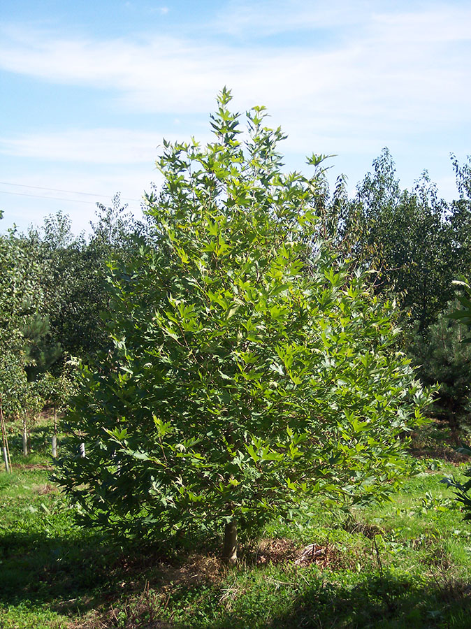 Platanus-orientalis-5.jpg