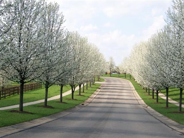 Pyrus.calleryana.Aristocrat(Small).JPG