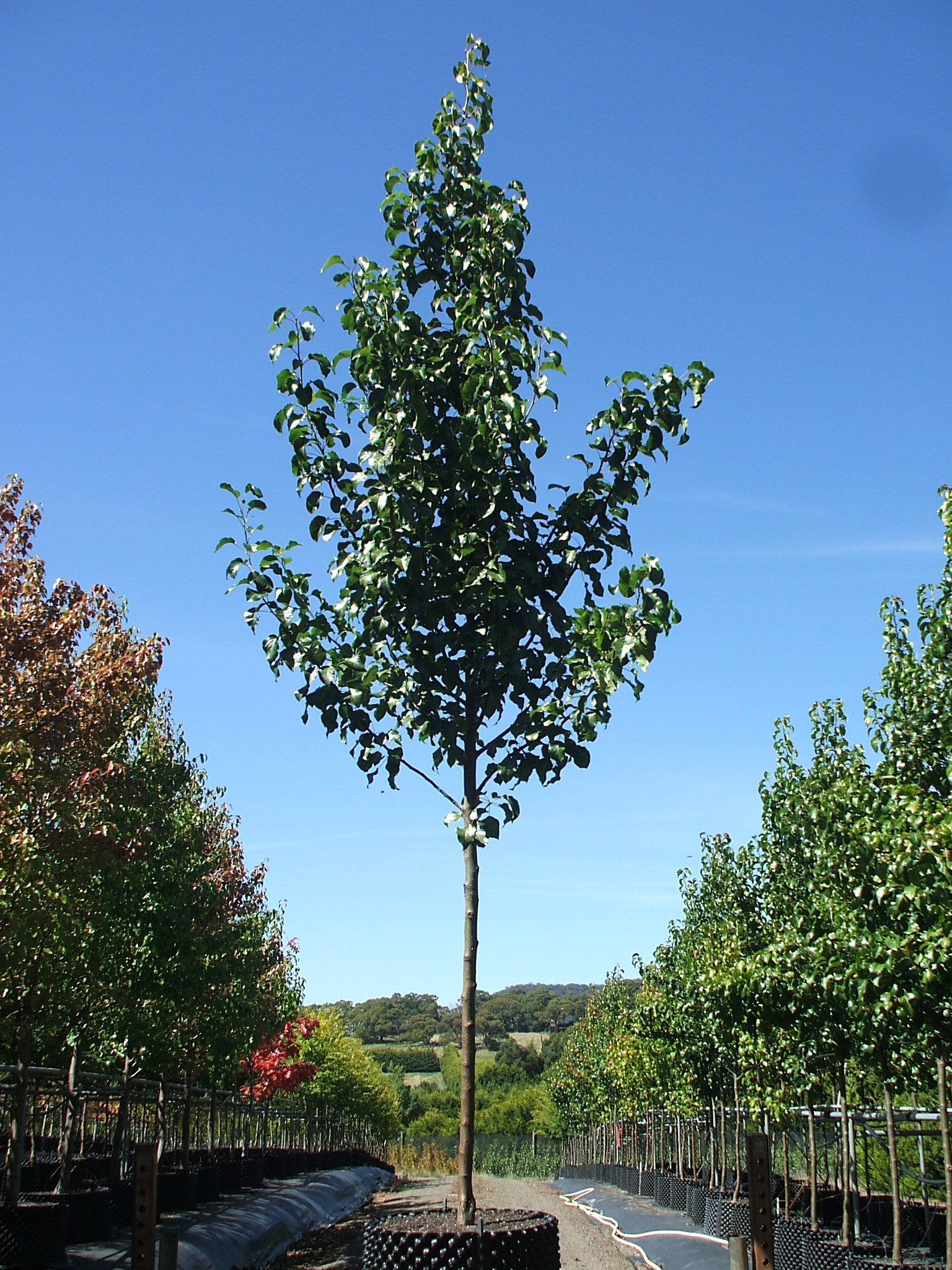 Pyrus-call.-Capital-AP60cm.jpg